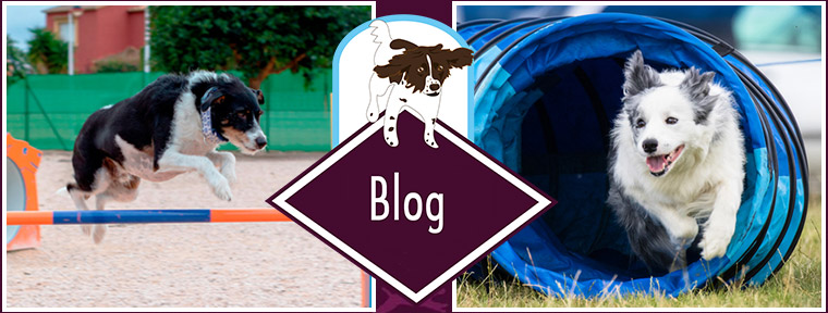 all breeds dog training